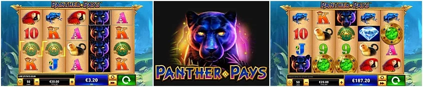 panther-pays (1)